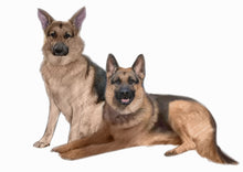 Load image into Gallery viewer, Colour pet portrait - Two large dogs drawn together - Color drawing -drawings and portraits from your photos - drawking.com - Drawking