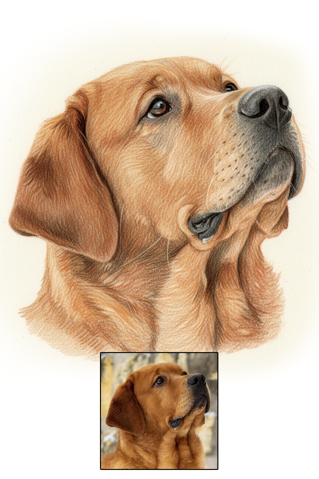 Pet portrait in Color